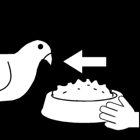 duif eten geven